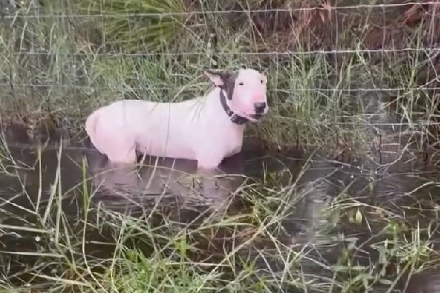 Screenshot from an Instagram video taken by Florida Highway Patrol showing Trooper the dog tied up on October 9, 2024.