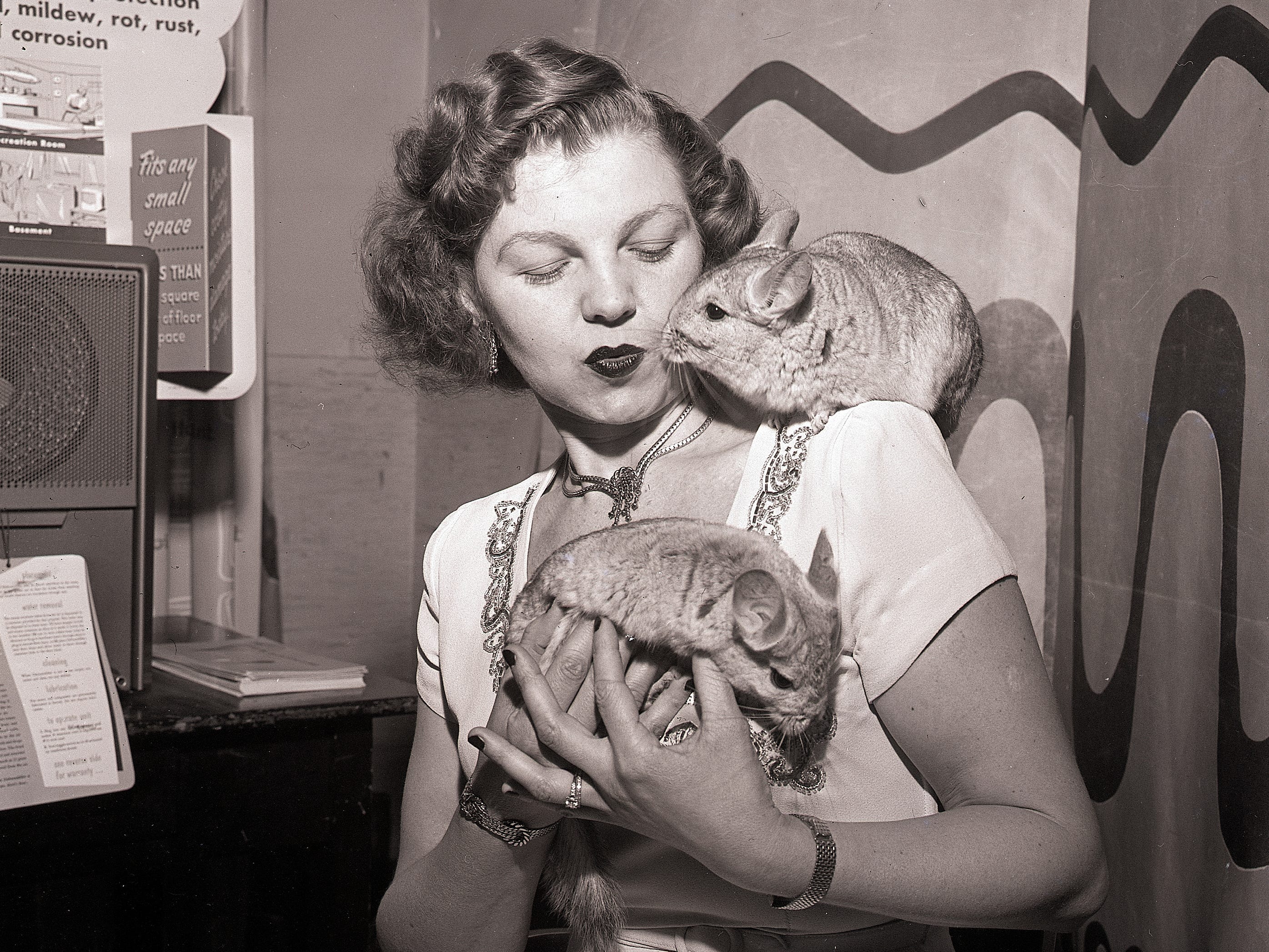 A contestant holds a pair of chinchillas at the Fourth Annual Chinchilla Show in New York.